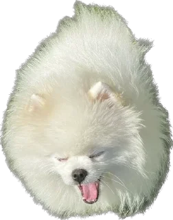 Стикер Lutik the Pomeranian - 4