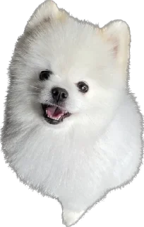 Стикер Lutik the Pomeranian - 7