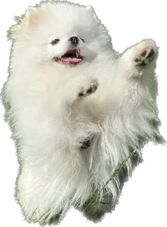 Стикер Lutik the Pomeranian - 11
