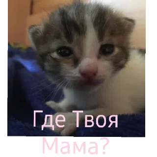 Стикер Стикеры тут 👉 @Femoji - 1