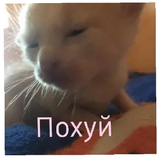 Стикер Стикеры тут 👉 @Femoji - 11