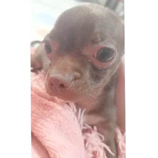 Sticker левушка и милка - 3