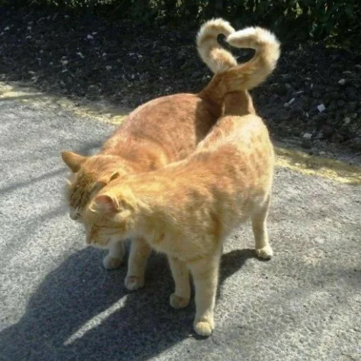 животное млекопитающее на открытом воздухе