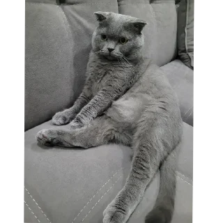 Sticker Любимый Кот Мурик - 8