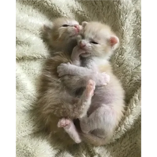 Стикер люблю амира - 2