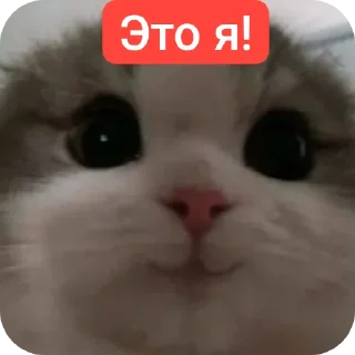 Sticker Стикеры имени меня - 4