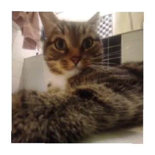 Sticker Лютипон - 9