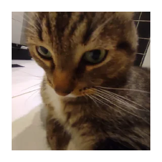 Sticker Лютипон - 2