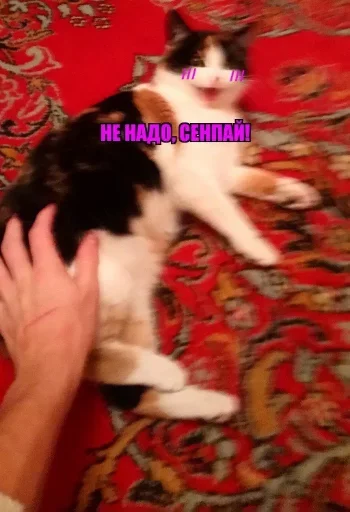 cat small to medium-sized cats domestic cat