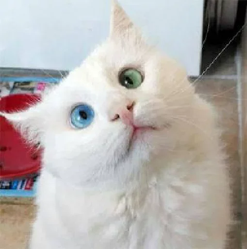 Sticker Michis cursed - 1