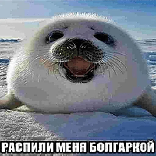 Sticker MAD_FAYGO - 1