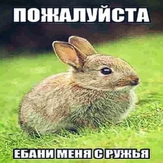 Sticker FAYGO MADNESS 2 - 1