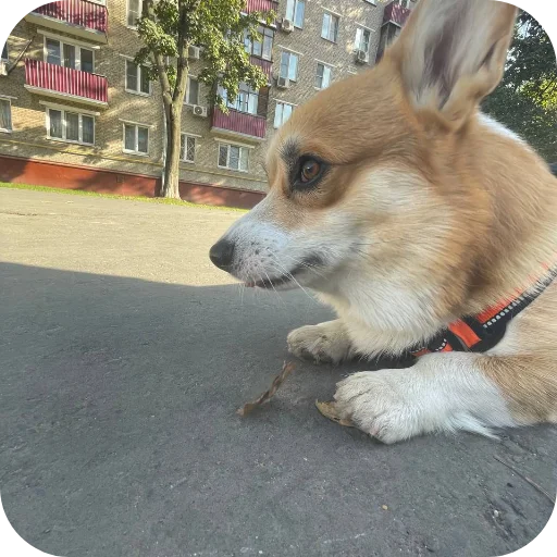 Sticker MAFFIN805 - 1