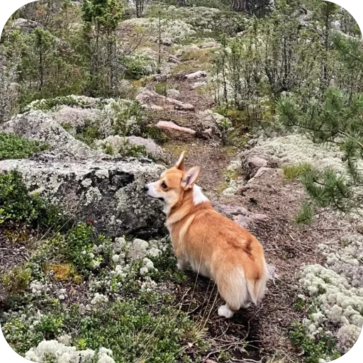 Sticker MAFFIN805 - 1