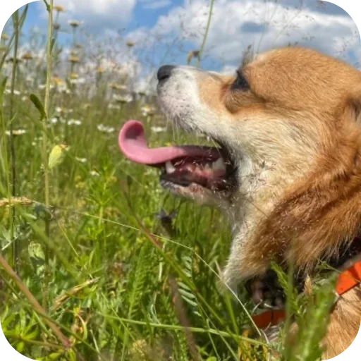 Sticker MAFFIN805 - 1