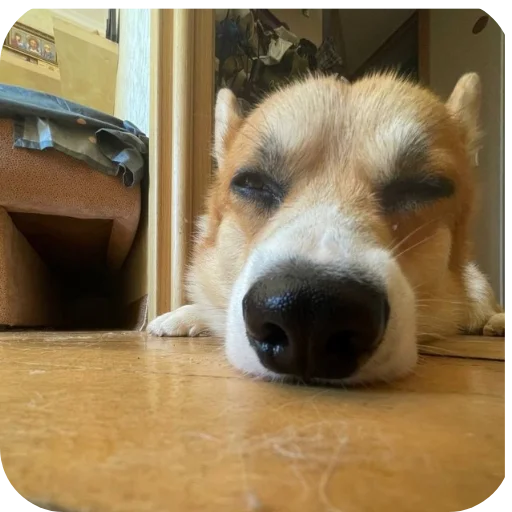 Стикер MAFFIN805 - 1