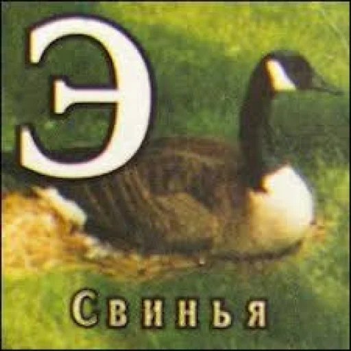 text aquatic bird animal