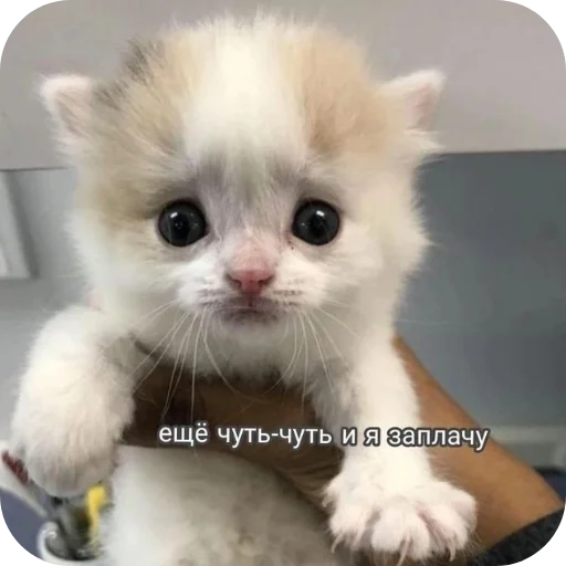 mammal animal small to medium-sized cats