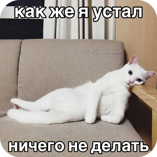 small to medium-sized cats felidae animal