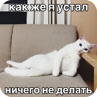 кошки малого и среднего размера кошачьи животное