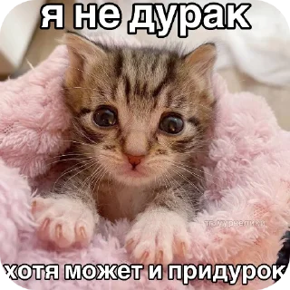кошка животное млекопитающее