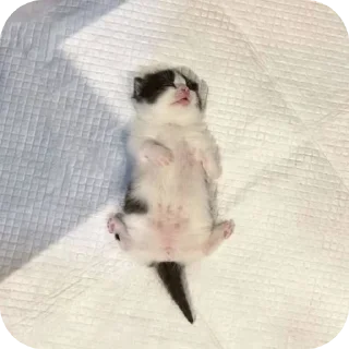 животное млекопитающее кошки малого и среднего размера