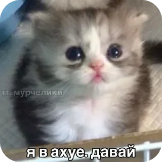 кошка млекопитающее животное