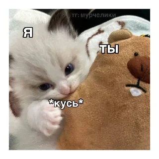 млекопитающее кошка животное