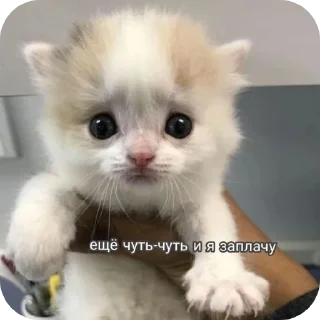 млекопитающее животное кошки малого и среднего размера