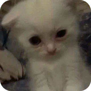 животное млекопитающее кошка