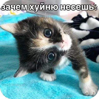 кошка животное млекопитающее