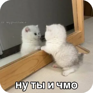 млекопитающее животное комнатный