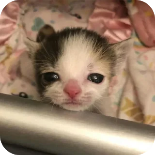 комнатный кошки малого и среднего размера кошачьи