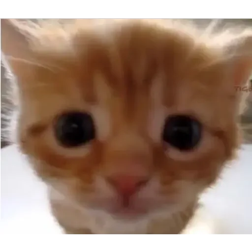 Стикер 玉子 - 9