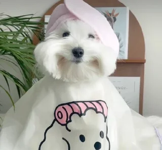 Sticker Больше стикеров: @sticerru - 2