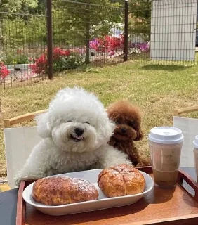 Sticker Больше стикеров: @sticerru - 11