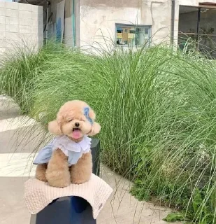 Sticker Больше стикеров: @sticerru - 5