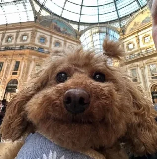 Sticker Больше стикеров: @sticerru - 9