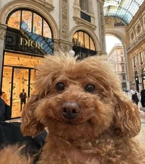 Sticker Больше стикеров: @sticerru - 8