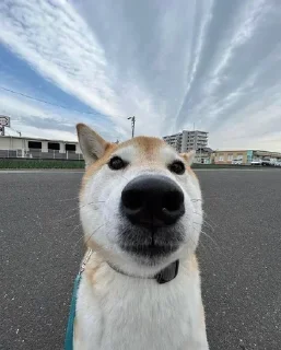 Sticker Больше стикеров: @sticerru - 3