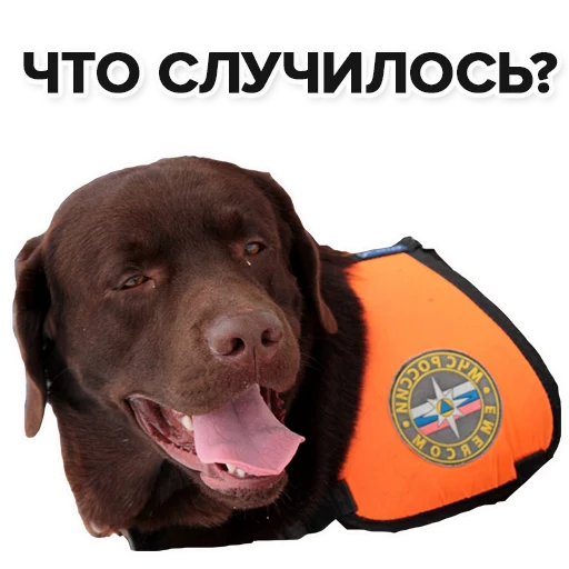 animal dog breed dog