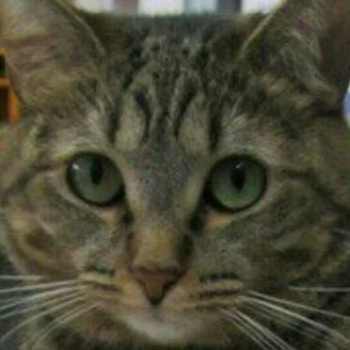 Стикер MD4 @IMG2D - 11