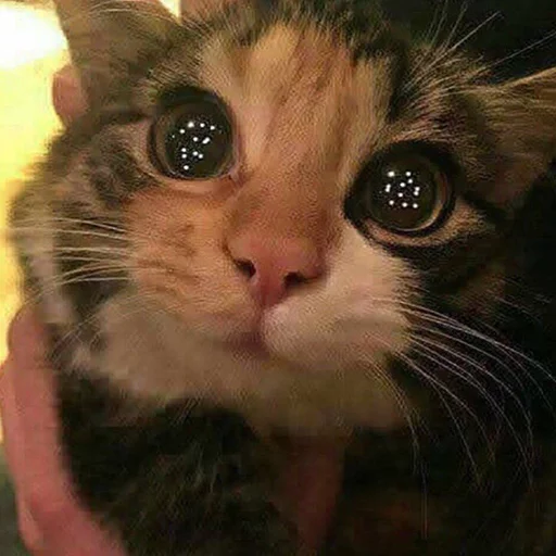 Стикер MD4 @IMG2D - 6