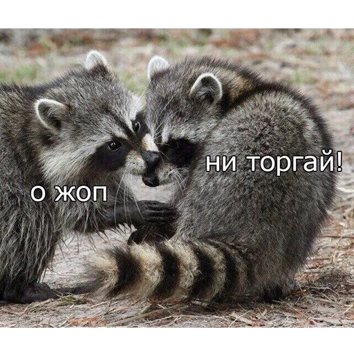 Стикер MD4 @IMG2D - 3