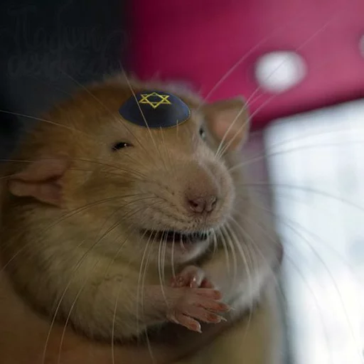 Стикер MD4 @IMG2D - 2