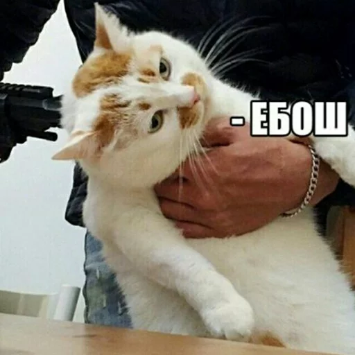 Стикер MD4 @IMG2D - 1