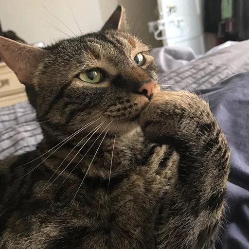 Стикер MD4 @IMG2D - 0