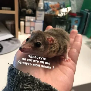 Стикер Мемная скотиночка - 5