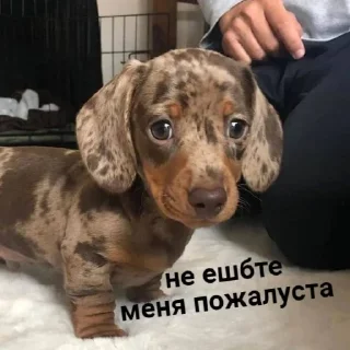 Стикер Мемная скотиночка - 4