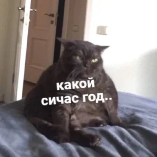 Стикер Мемная скотиночка - 9